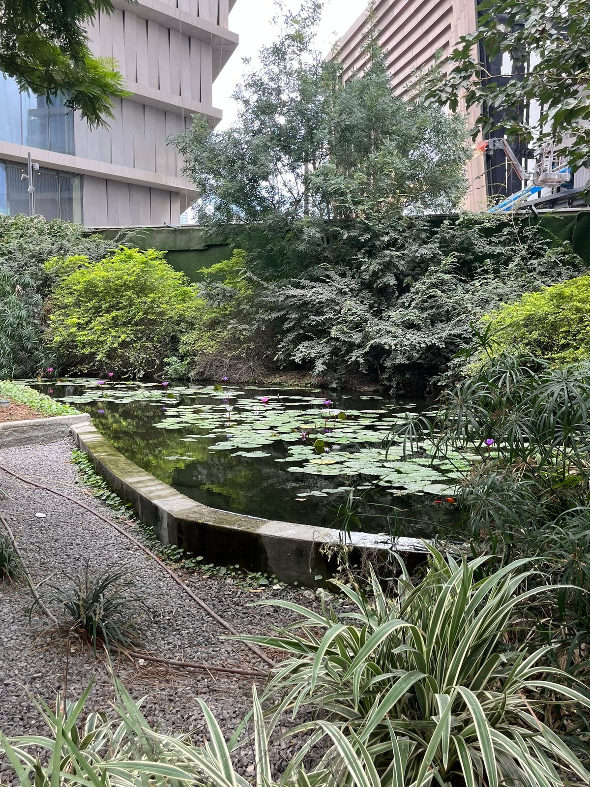 Calm lily pond with water lilies, papyrus and dense planting at the foot of the towers