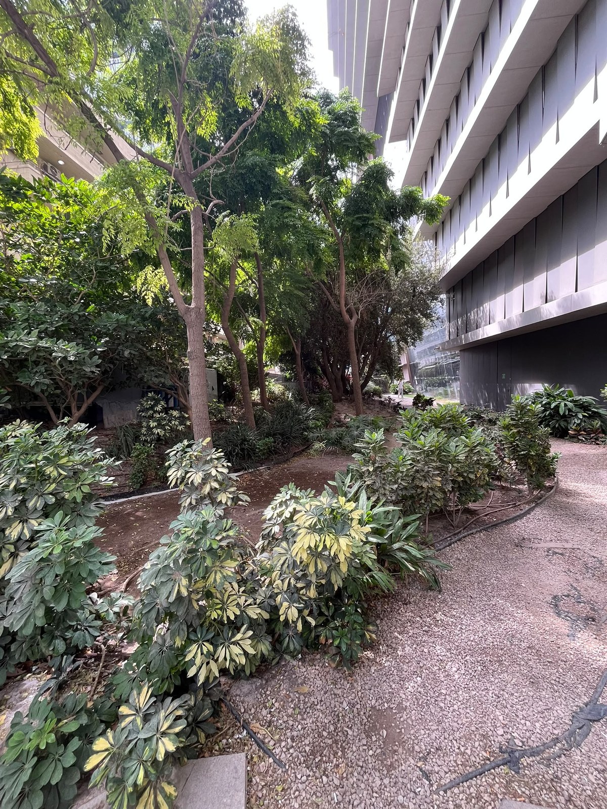 Variegated Schefflera planting along a curved gravel path beside a glass facade